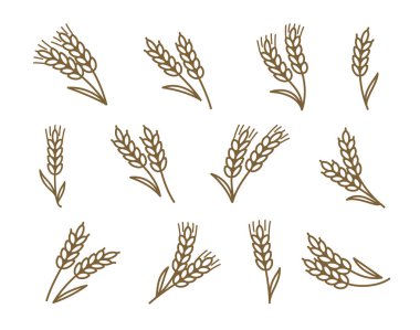 Buğday, arpa ya da çavdar ikonlarının vektör çizimi