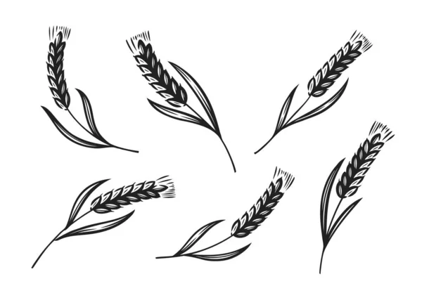 Вуха Пшениці Ячменю Або Житньої Ікони Хліб Хлібопекарський Символ Векторні — стоковий вектор