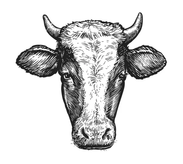 Sketch Muzzle Cow Horns Portrait Vector Illustration Isolated White Background — Stock Vector