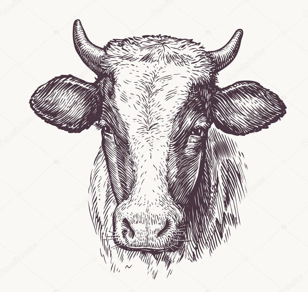 Drawing of isolated cow head with horns. Sketch illustration