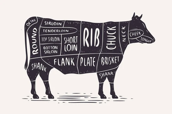 牛肉のカット 肉屋の図と計画 牛のヴィンテージタイポグラフィベクトルイラスト — ストックベクタ