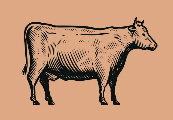 手工画有老式雕刻风格的奶牛 奶制品概念 — 图库矢量图片