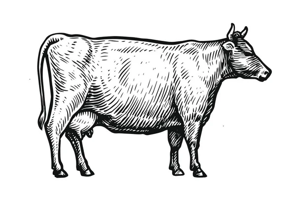 白色背景下分离的奶牛的手绘矢量图解 侧视图草图 — 图库矢量图片