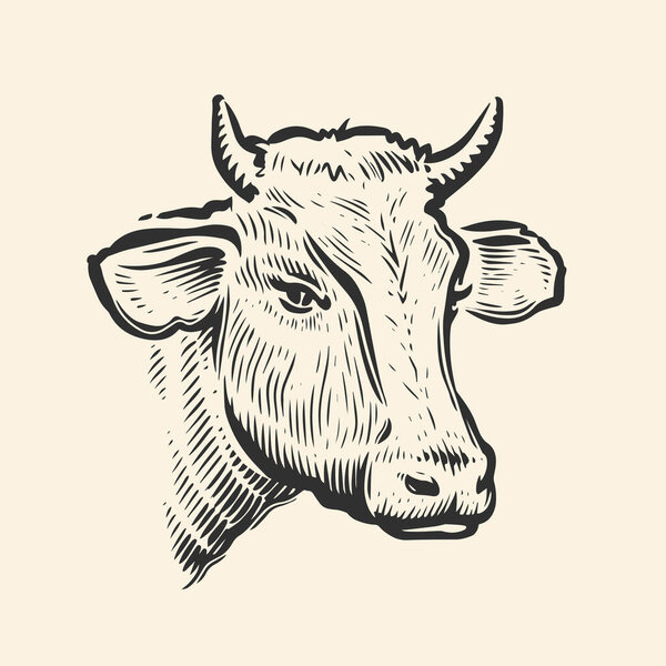 Cow head. Hand drawn sketch in a graphic style. Vintage vector engraving illustration