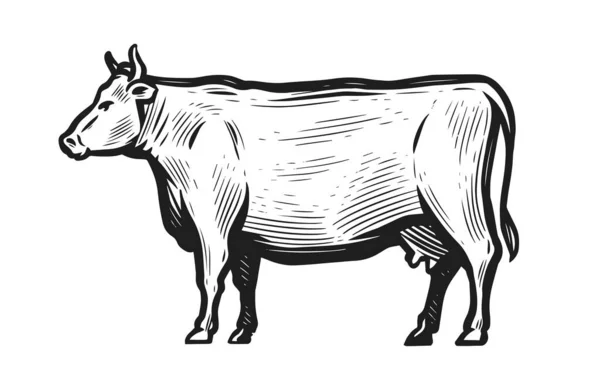 在白色背景下孤立的手工绘制的奶牛草图 侧视图 畜牧业病媒说明 — 图库矢量图片