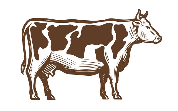 Dairy Cow Farm Animal Sketch Vintage Vector Illustration — Stock Vector