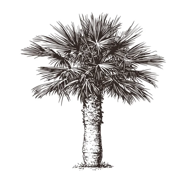 Beyaz Arka Planda Palmiye Ağacı Çizimi Çizimi Vektör Illüstrasyonu — Stok Vektör