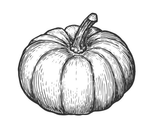 Calabaza Aislada Sobre Fondo Blanco Otoño Vegetal Dibujado Mano Vector — Vector de stock