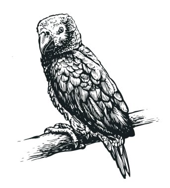 Papağan kuşu beyaz arka planda izole edilmiş. Tropikal hayvan gerçekçi eskiz. Vektör illüstrasyon vintage gravür