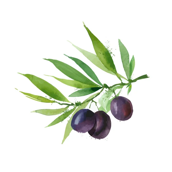 Oliven. Vektorformat — Stockvektor
