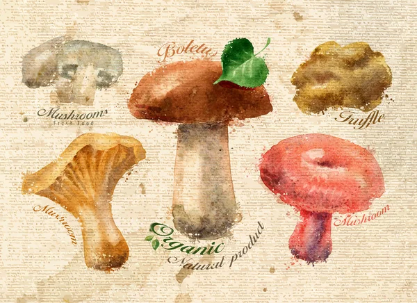 Mushrooms — Stock Illustration Mushrooms Stock Vector