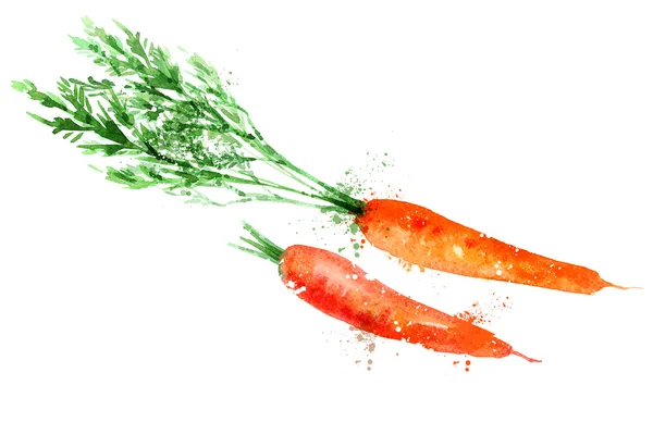 Zanahoria vector logotipo plantilla de diseño. icono vegetal o alimenticio . — Vector de stock