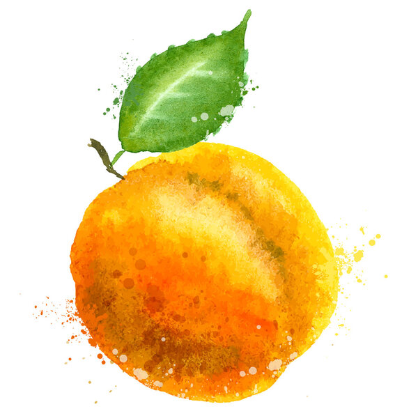 Apricot vector logo design template. Peach or fruit icon.