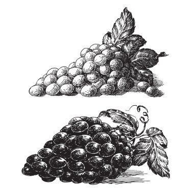 Beyaz bir arka plan üzerinde üzüm. Kroki