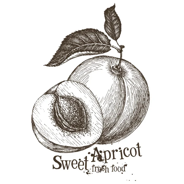 Abrikoos vector logo ontwerpsjabloon. fruit of voedsel pictogram. — Stockvector