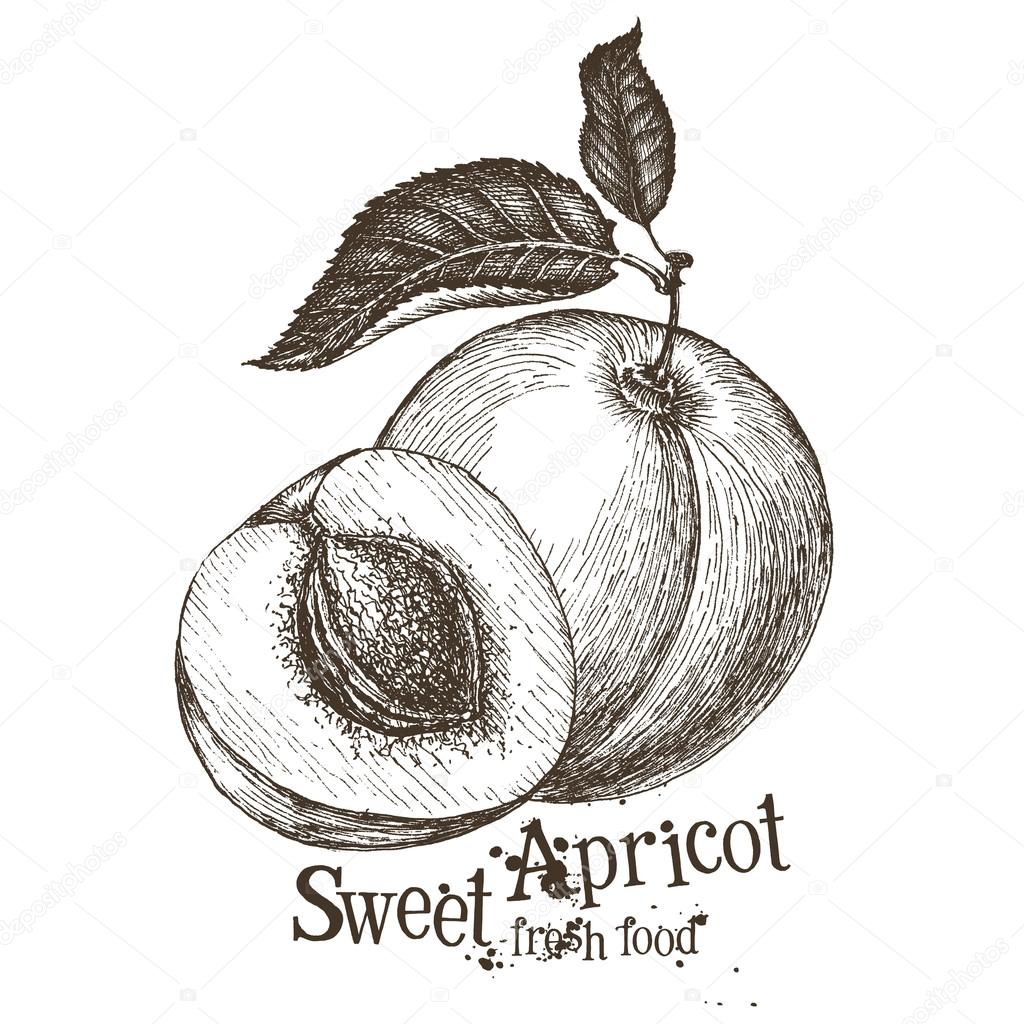apricot vector logo design template. fruit or food icon.