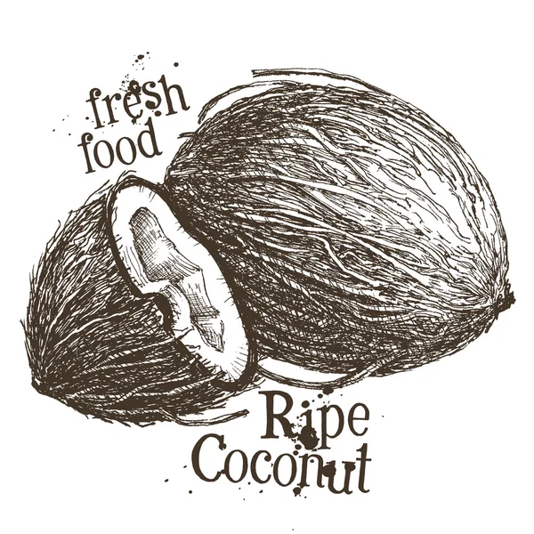 Hindistan cevizi logo tasarım şablonu