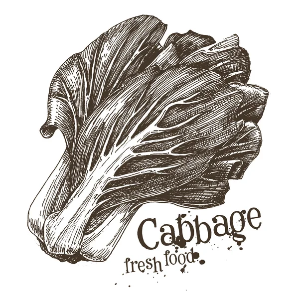 Cabbage logo design template — Stock Illustration Cabbage logo design template Stock Illustration