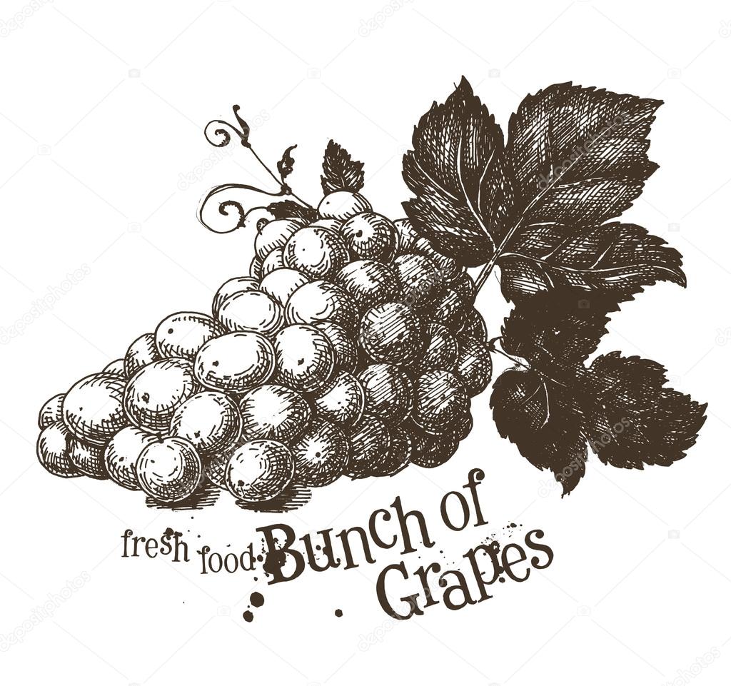 Grapevine vector logo design template. Vine or fresh food icon. Grapes on a white background. Sketch. Vector illustration