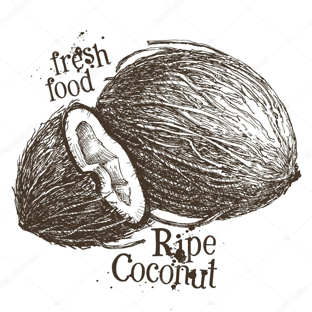 Coconut vector logo design template. Fresh food or walnut icon. Ripe coconut on a white background. Vector illustration