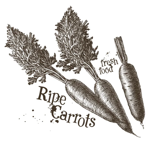 Maturare carote fresche — Vettoriale Stock