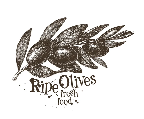 Ferske oliven på hvitt – stockvektor