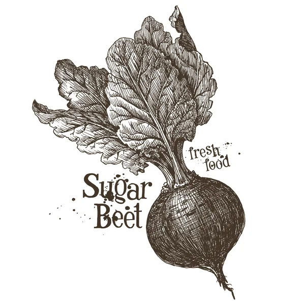 Fresh beet logo design template — Stock Vector