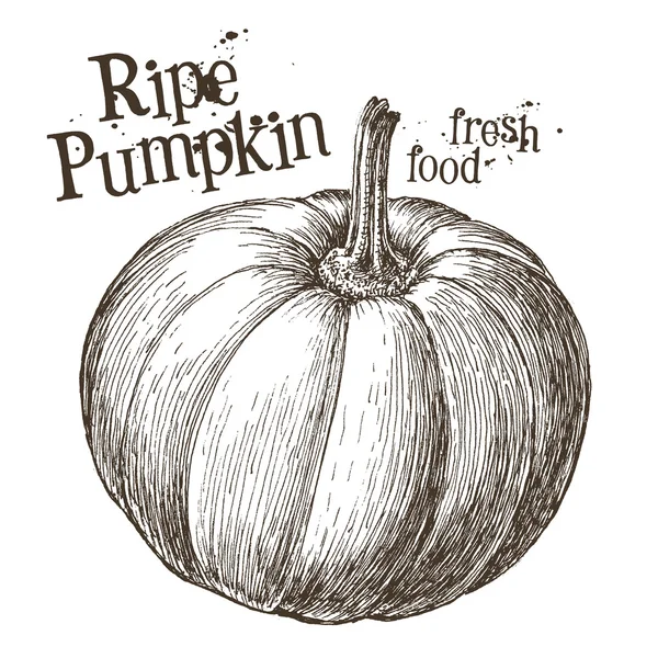 Ripe pumpkin logo design template — Stock Vector