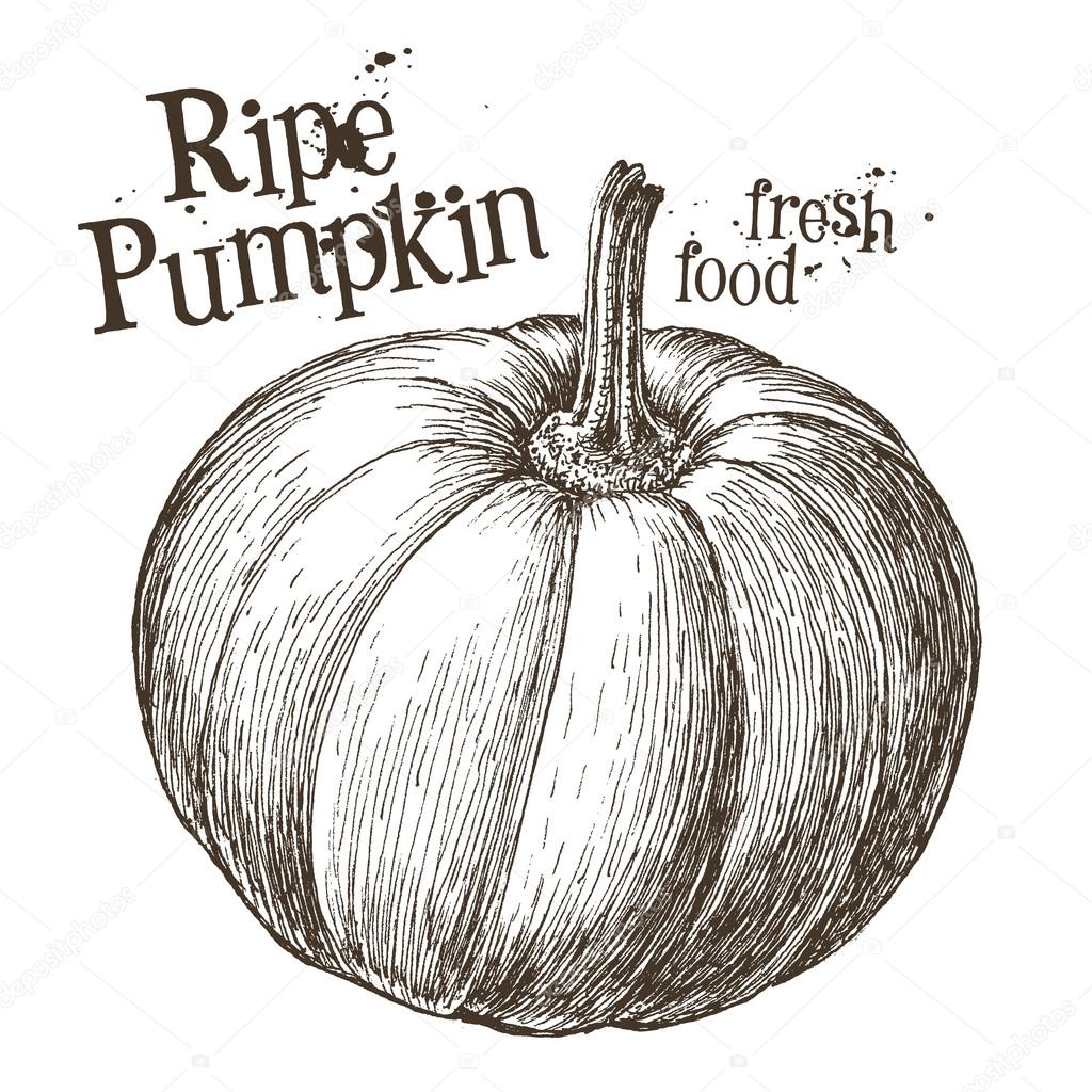 Pumpkin vector logo design template. Fresh vegetables, food or Halloween icon. Ripe pumpkin on a white background. Vector illustration