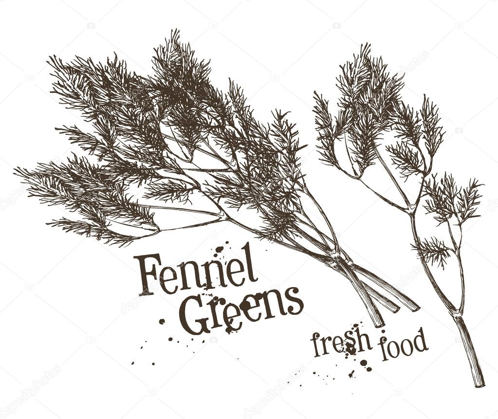 Dill, fennel logo design template