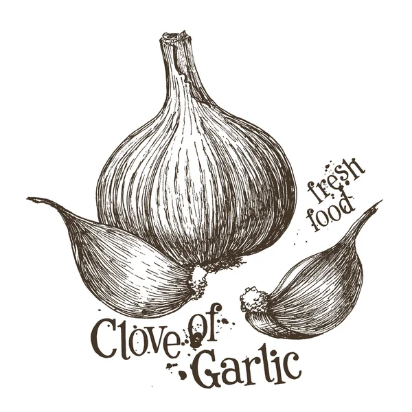 Garlic logo design template — Stock Vector