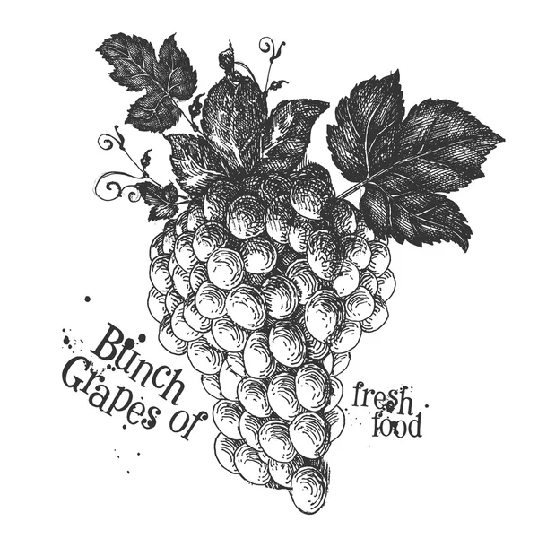 Uvas maduras sobre um fundo branco. esboço — Fotografia de Stock
