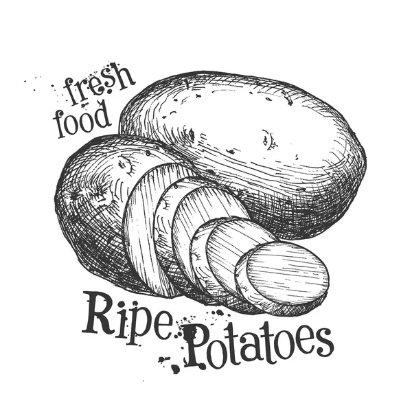Aardappelen op een witte achtergrond. schets — Stockfoto