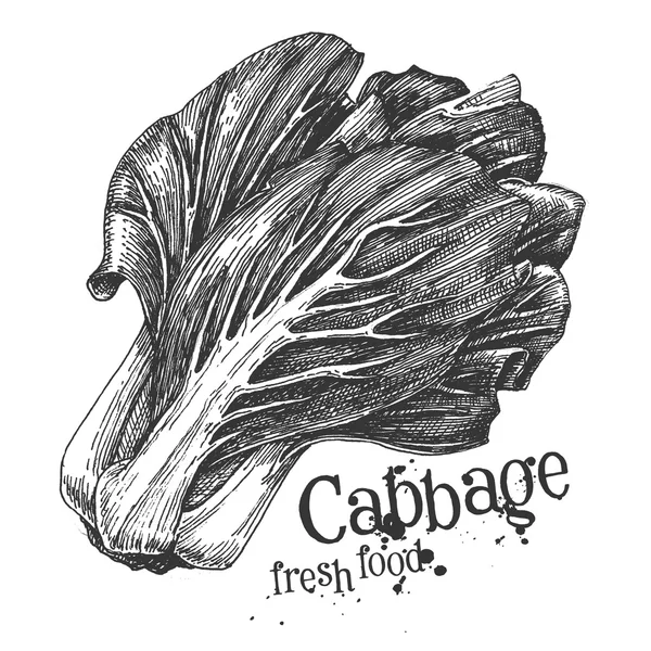 Ripe cabbage on a white background. sketch — Stock Photo, Image