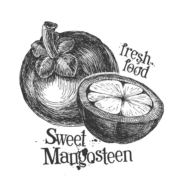 Mangosteen on white background. sketch — Stock Photo, Image