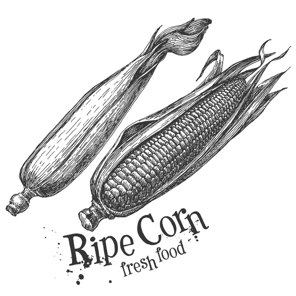 Corn, maize on a white background. sketch — Stock Photo, Image
