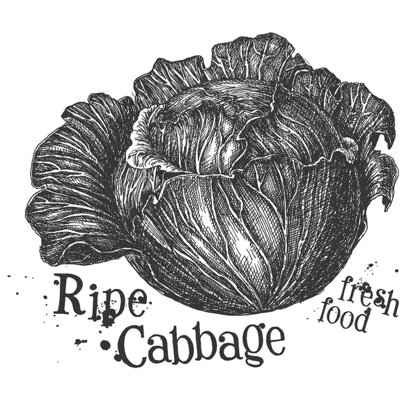 Cabbage on a white background. sketch — Stock Photo, Image