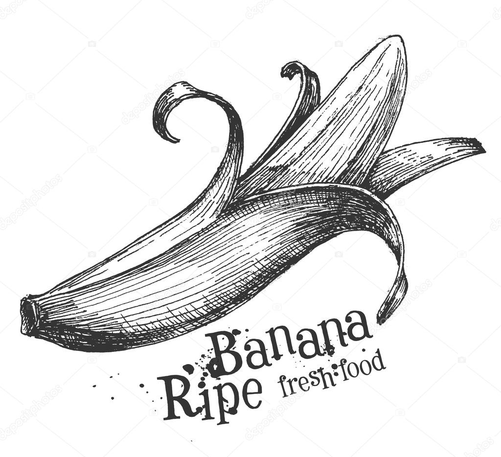 banana on a white background. sketch