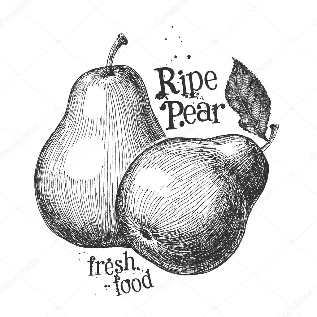 pear on a white background. sketch