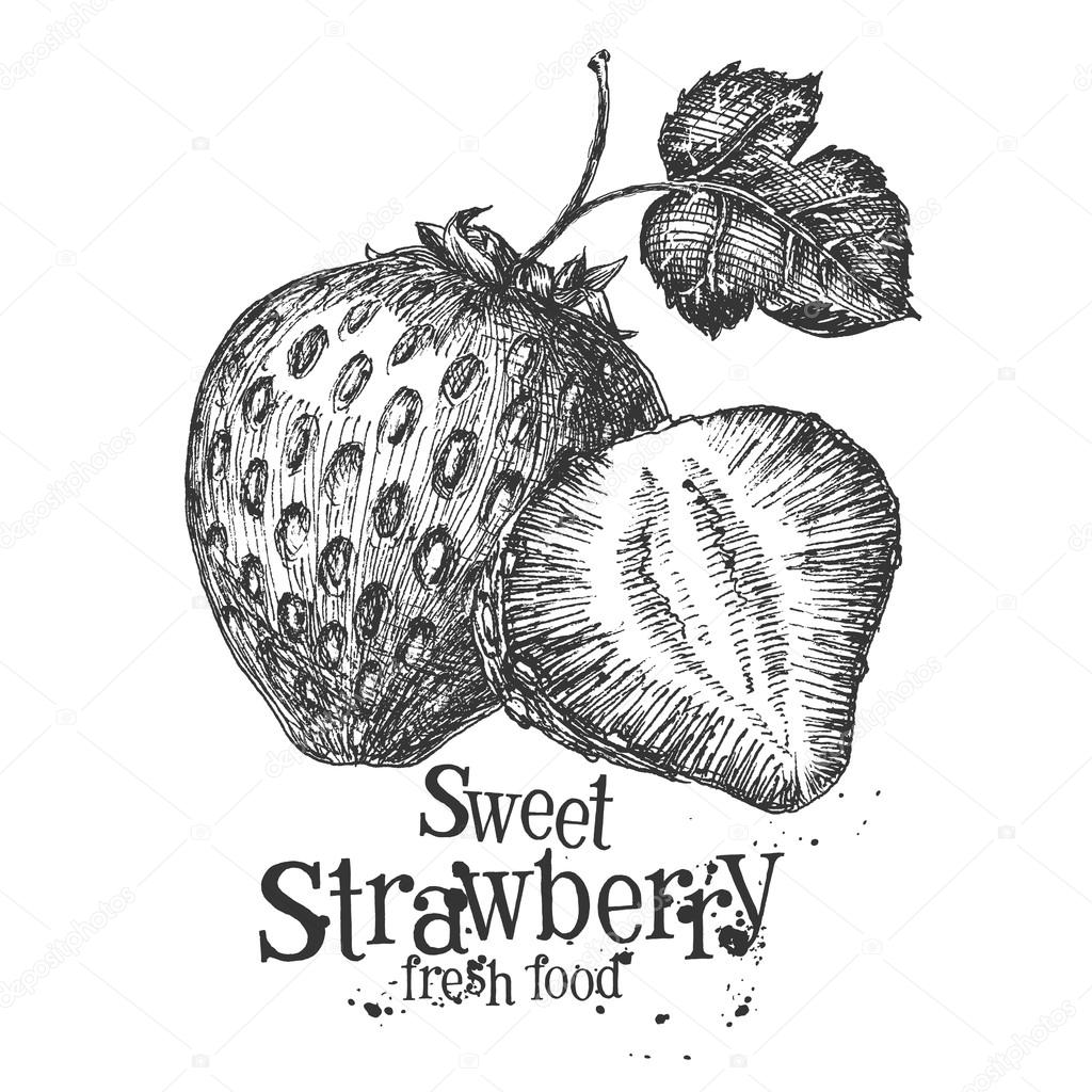 strawberry on a white background. sketch