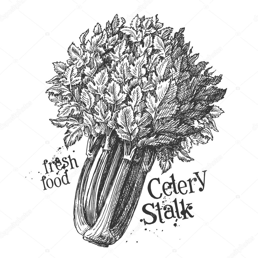 celery on a white background. sketch