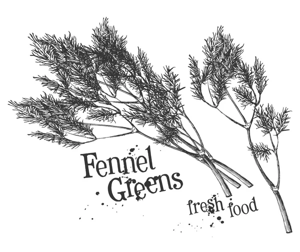 Dill, fennel on a white background. sketch — Stock Photo, Image