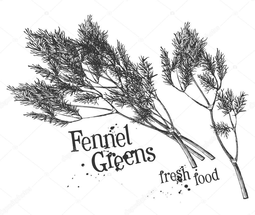 dill, fennel on a white background. sketch