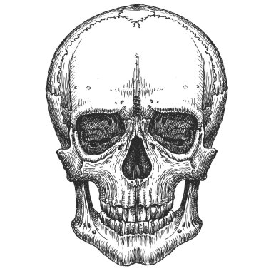 Beyaz bir arka plan üzerinde insan kafatası. Kroki