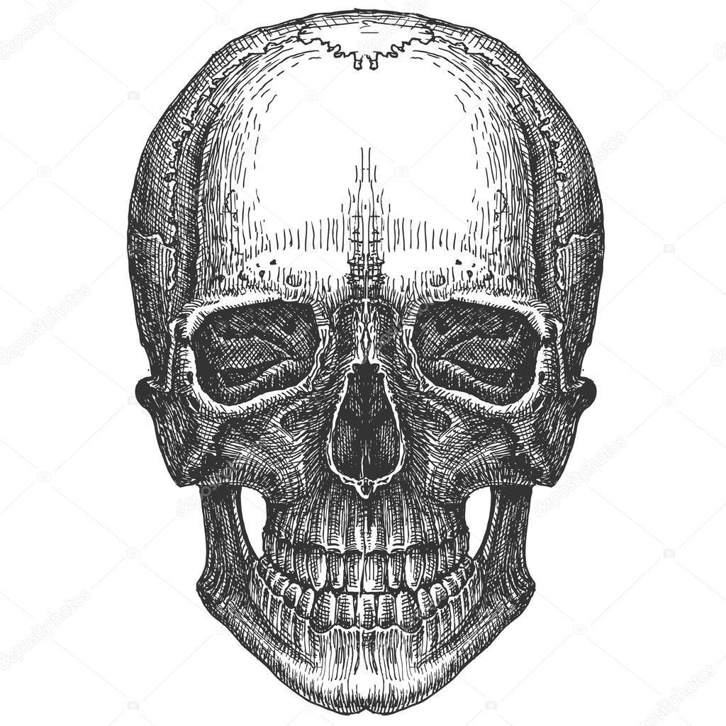skull on a white background. sketch