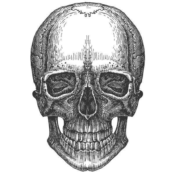 白い背景の上の頭蓋骨。スケッチ — ストック写真