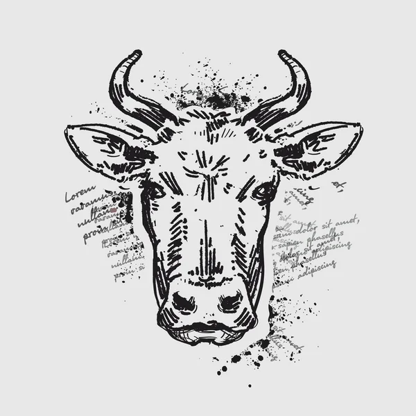 Head cow. vector illustration — Stock Vector