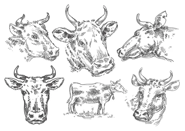 Vache dessinée à la main. esquisse — Photo