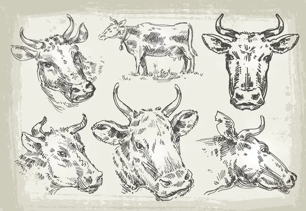 Çizilmiş inekler topluluğu. vektör çizim — Stok Vektör