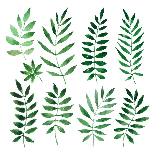 Samling målade akvareller av växter och blad. vektor illustration — Stock vektor
